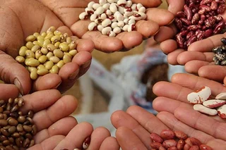 Regulations for the certification of seeds of agricultural crops approved