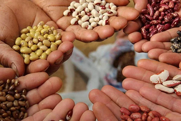 Regulations for the certification of seeds of agricultural crops approved