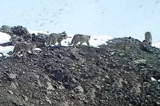 4 снежных барса замечены в заповедной зоне Узбекистана
