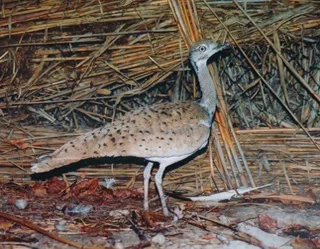 Uzbekistan launches website about birds