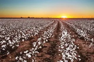 Sowing of cotton and soybean seeds continues in the republic