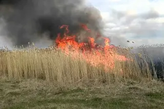 Planned measures are being taken to exterminate harmful insects on the Amudarya River