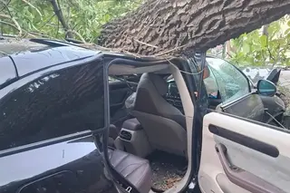 В Ташкенте дерево упало на два автомобиля