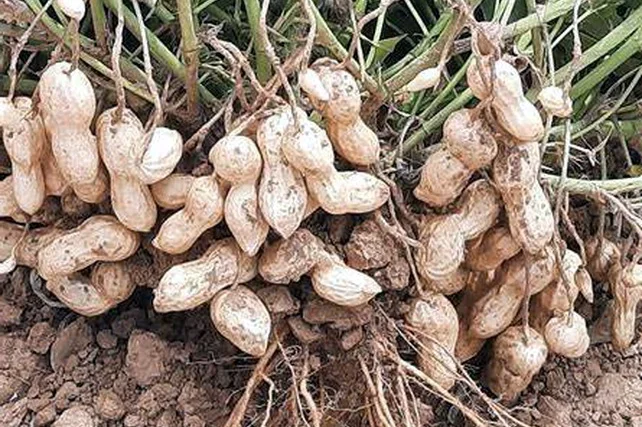 Peanut exports increased by 47.6%