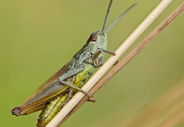 Bukhara faces locust invasion