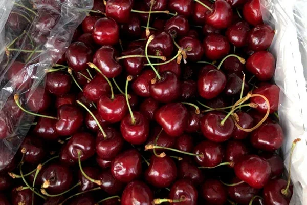 Uzbekistan increases export of sweet cherry