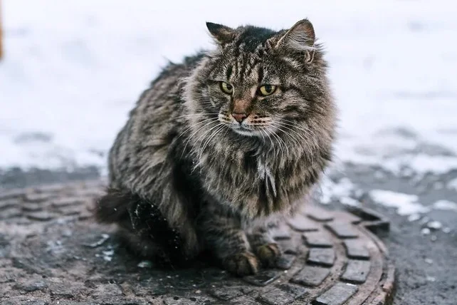 Tashkent city administration calls to help homeless animals in cold weather
