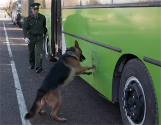 A training course for dog handlers from Central Asia starts in Tashkent