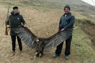 The Prosecutor General’s Office is investigating the murder of a Red Book vulture