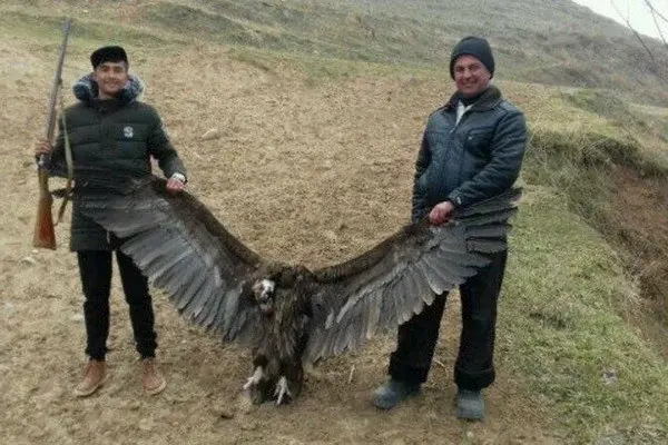 The Prosecutor General’s Office is investigating the murder of a Red Book vulture
