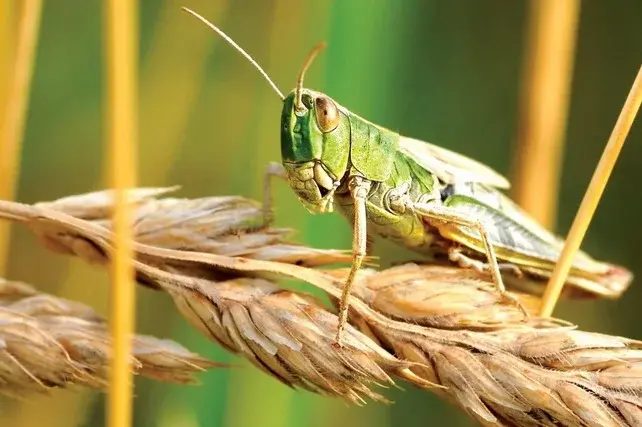 Uzbekistan Launches Large-Scale Fight Against Moroccan Locust