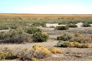 Uzbekistan faces worsening drought amid five-year climate crisis