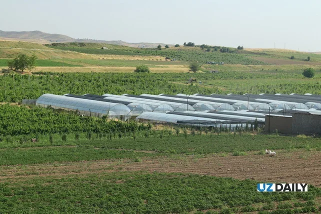 Uzbekistan to Establish Project Office for Greenhouse Sector Development