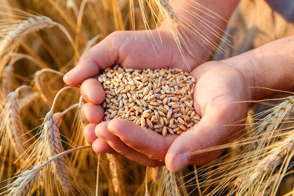 Uzbekistan imports 20,000 tons of high-yielding varieties of wheat