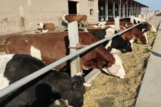 Immune milk against the SARS-CoV-2 virus was obtained from the milk of cows from a farm in Karakalpakstan