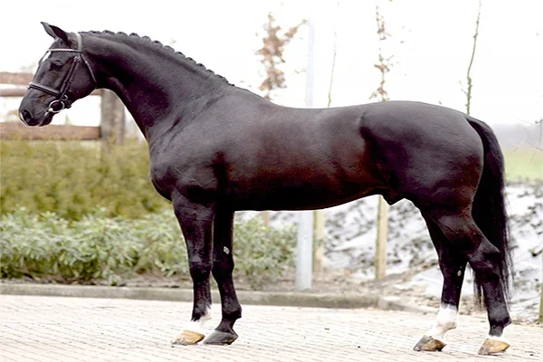 Uzbekistan establishes Federation of Horse Breeding and Equestrian Sport