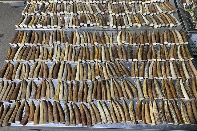 Over 710 deer antlers seized at Uzbekistan border