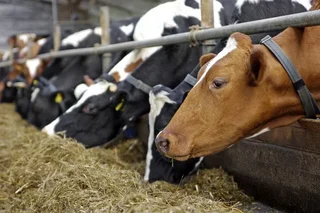 In which region of the republic for 6 months of 2022 was the largest volume of meat production (in live weight)?