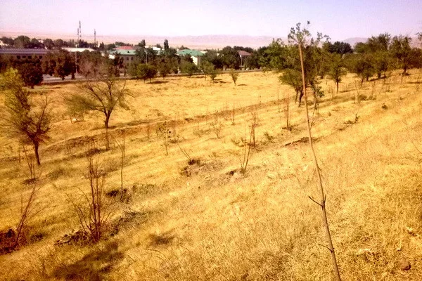 The head of the district improvement department in Jizzakh region was fined for dried plantings