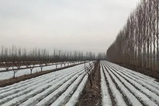 Как повлияли заморозки и осадки на урожай плодоовощной продукции?