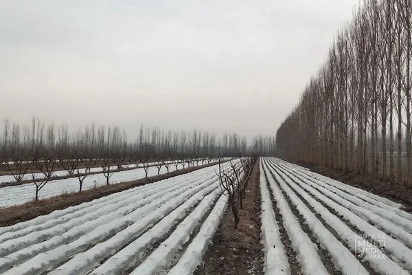 Как повлияли заморозки и осадки на урожай плодоовощной продукции?
