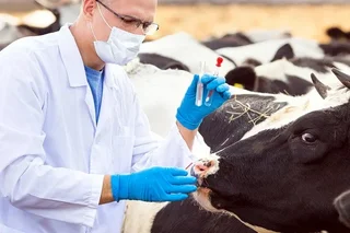 Установлен порядок выдачи нагрудных знаков в области ветеринарии и животноводства