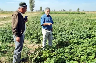 FAO international experts share experience in seed potato production with colleagues from Uzbekistan