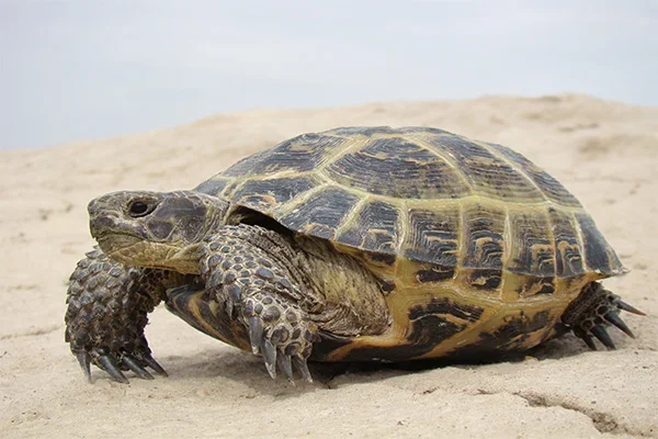Over 250 turtles released to nature in Uzbekistan