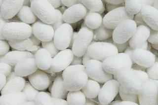 Anhui Mulberry Biotechnology планирует построить предприятие по переработке коконов в Узбекистане