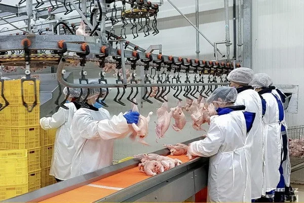 Members of the Hungarian delegation visits a poultry farm in Tashkent region