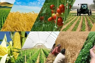 Agency for Agricultural Development to be established in Uzbekistan