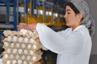 2024 yilda O‘zbekistonda 8,8 milliard dona tuxum ishlab chiqarildi