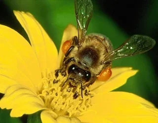 Uzbekistan Counts Over 742,000 Beehives