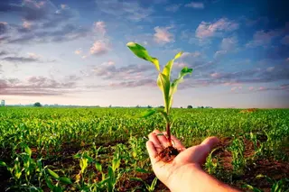 The procedure for maintaining the State Register of Agricultural Crops Recommended for Sowing has been approved