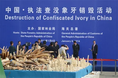 China destroys over 6 tonnes of confiscated elephant ivory