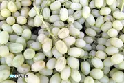 Новые партии узбекского винограда и дынь доставлены в Великобританию