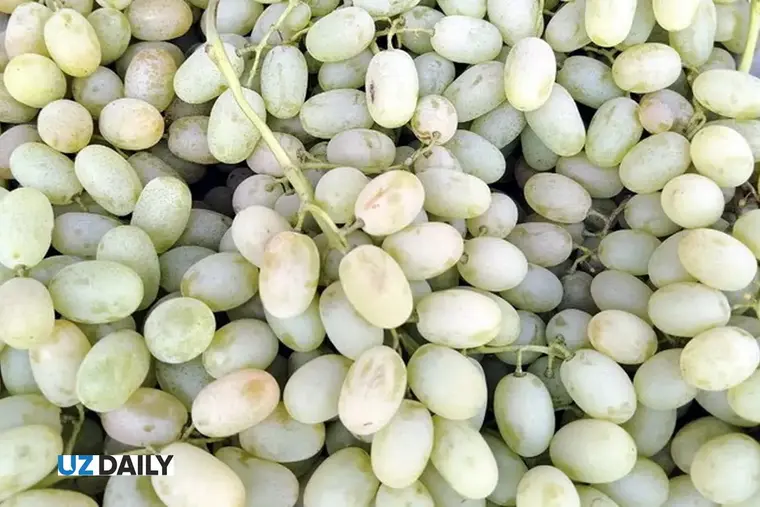 New shipments of Uzbek grapes and melons arrive in UK