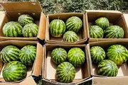 Қашқадарёда тарвуз экспорти: 3 минг тонна маҳсулот хориж бозорларига йўл олди