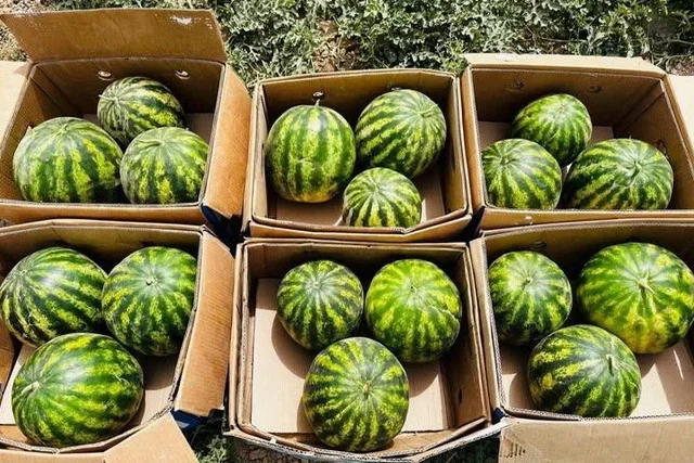 Qashqadaryoda tarvuz eksporti: 3 ming tonna mahsulot xorij bozorlariga yo‘l oldi