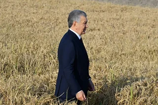 Toshkent viloyatida sholidan mo‘l hosil yetishtirildi