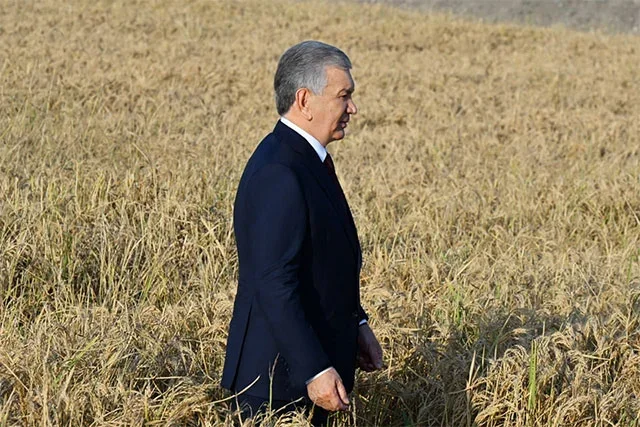 Toshkent viloyatida sholidan mo‘l hosil yetishtirildi
