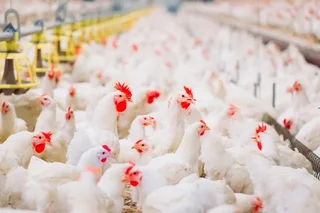Subsidies for 221.1 billion soums were allocated to 387 poultry enterprises