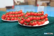Ўзбекистон чет элга 17 минг тонна помидор сотди