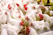 Импорт куриного мяса в Узбекистан вырос на 24,8%