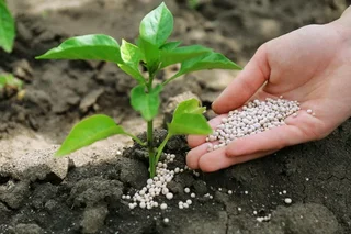 Nitrogen fertilizers allocated for cotton will be delivered to consumers in full