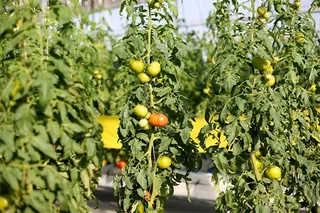 ADB supports horticulture sector in Uzbekistan