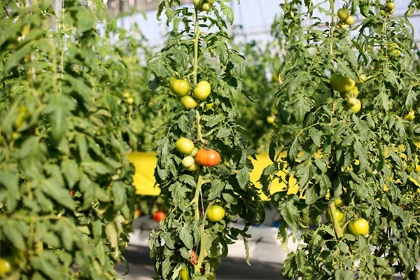 ADB supports horticulture sector in Uzbekistan