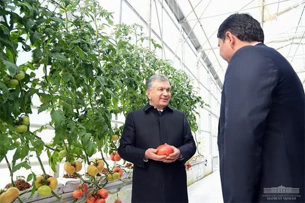 Exports from a modern greenhouse reaches $480,000