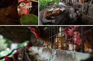 Marriott's 2025 Cage-Free Pledge in the Spotlight as Field Visit Raises Animal Welfare and Hygiene Concerns