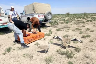 Uzbekistan Releases Rare Houbara Bustards in Karakalpakstan